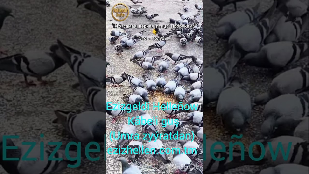 Ezizgeldi Helleňow   Käbeli guş