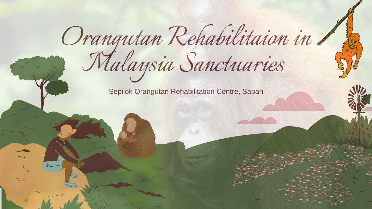 PRESENTATION BDY634 - ORANGUTAN REHABILITATION IN MALAYSIA SANCTUARIES