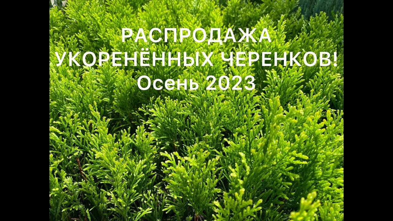 🌳 РАСПРОДАЖА УКОРЕНЁННЫХ ЧЕРЕНКОВ ДЕКОРАТИВНЫХ РАСТЕНИЙ! Смарагд, Голден смарагд, Янтарь, Даника…..🌳