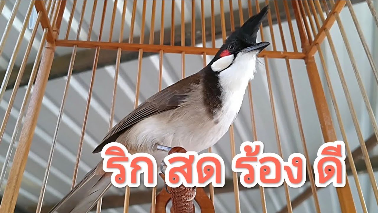 ร้องริกขยี้ใจ สับไวเพลงดี #เสียงนกกรงหัวจุก #นกกรงหัวจุก #chaomao 