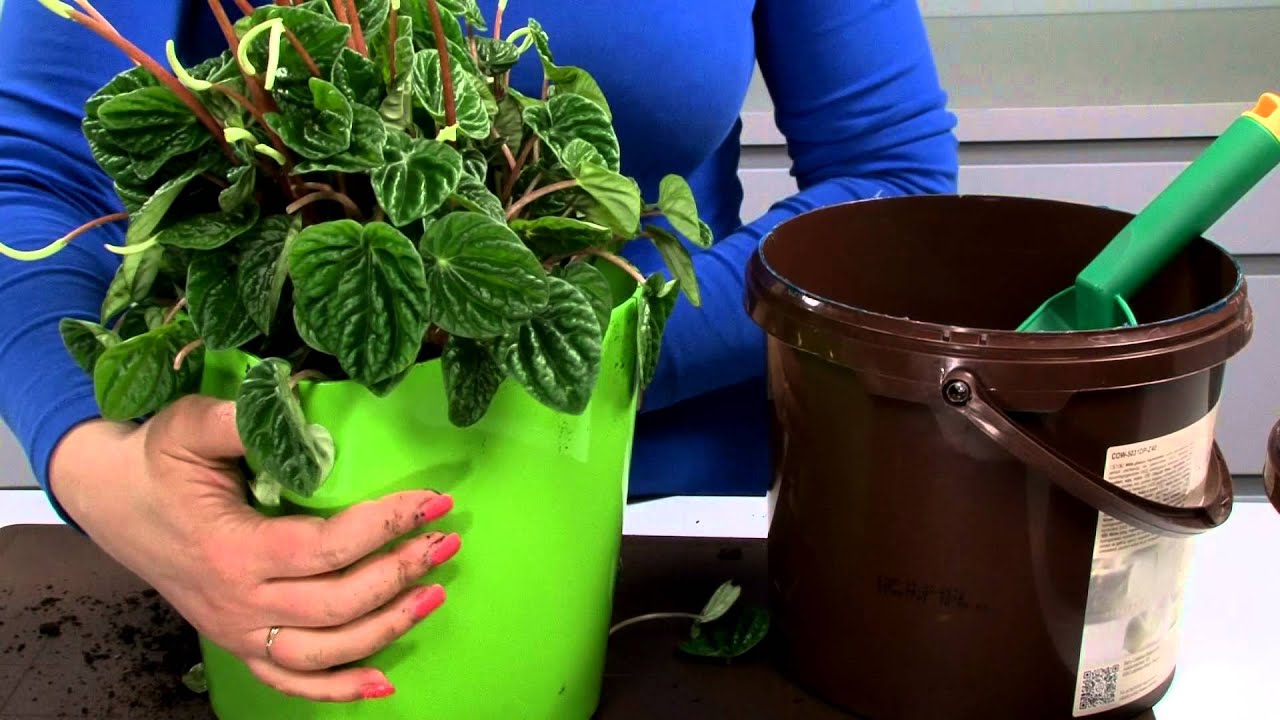 Sub-irrigation planter SENSE