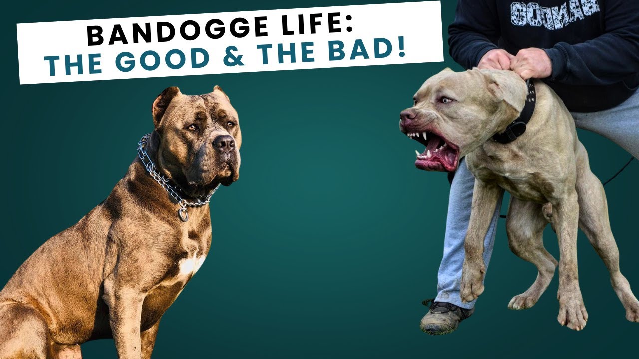 Benefits and Challenges of Owning an American Bandogge
