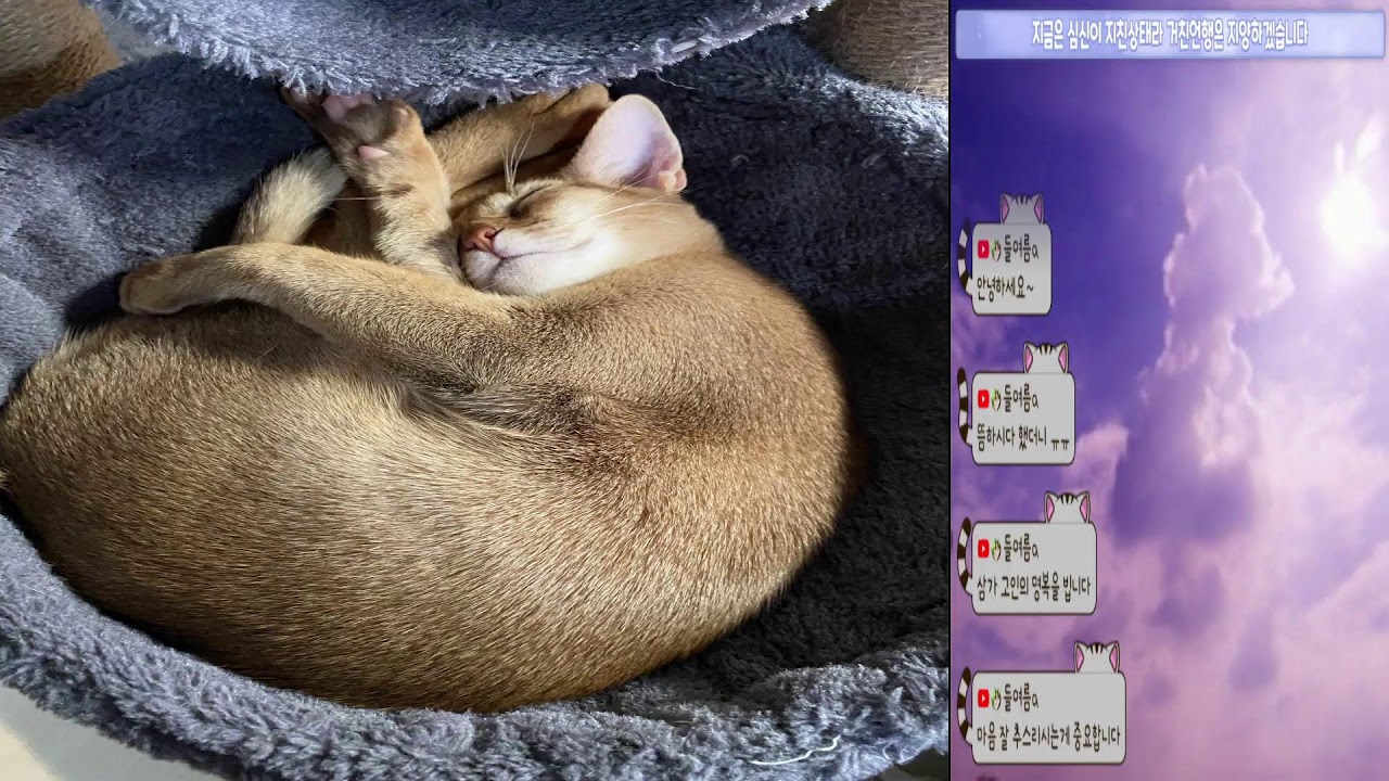 나를 키워주신 조모님의 별세,장례 그 후 나를 위로하며