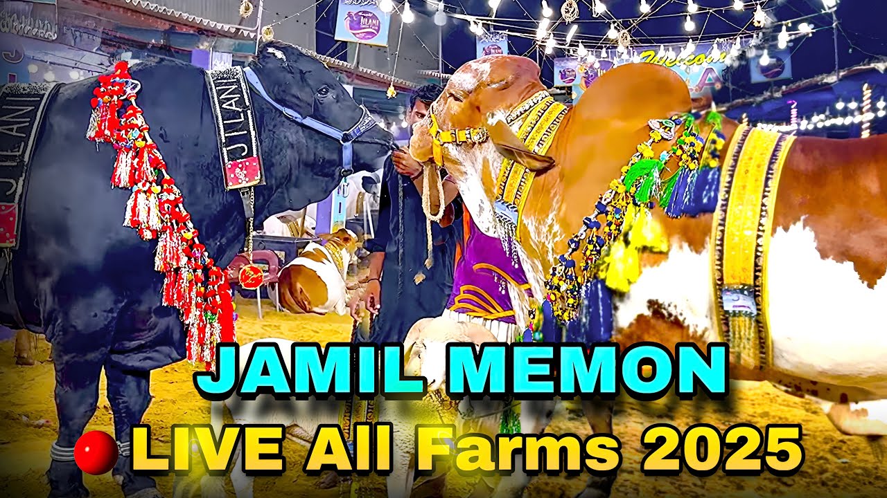 Jamil Memon Mandi Latest Update | Biggest Bulls | Bakra Eid Season 2025