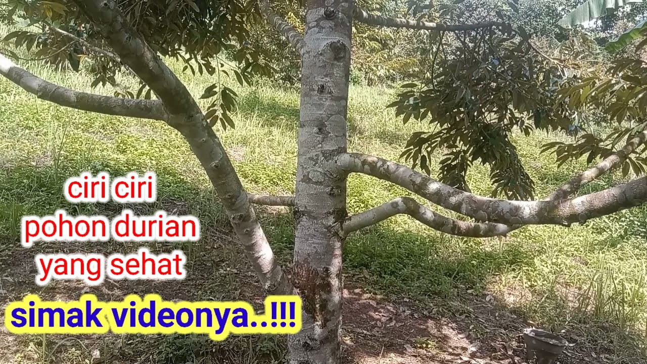 Ciri pohon durian yang sehat