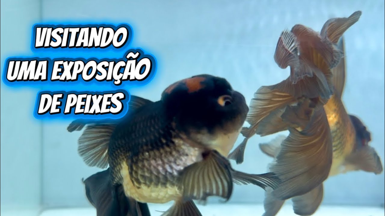 Visitando uma exposição de peixes