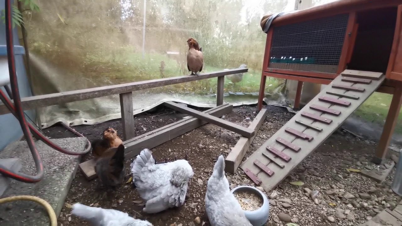 Die neuen Bartzwerge