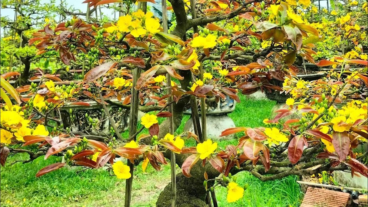 Mai dáng Long đẹp sáng 05/3/2026