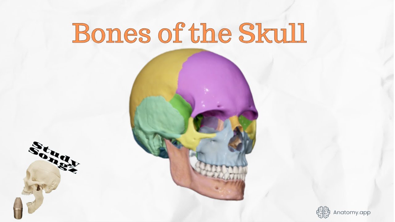 Bones of the Skull Re-Edited - Study Songz