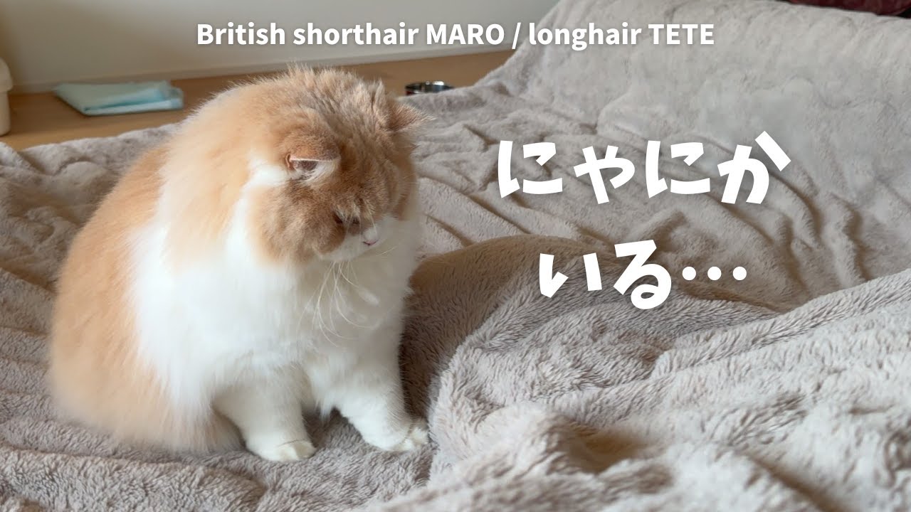 仲がいいのか悪いのか、動きが似ている猫たち 【ブリティッシュロングヘア】【ブリティッシュショートヘア】