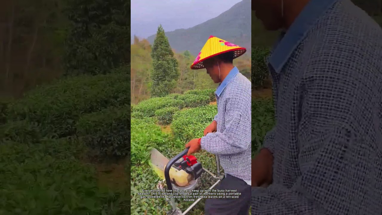 Tea Harvest with Machine: Fast Farm Work