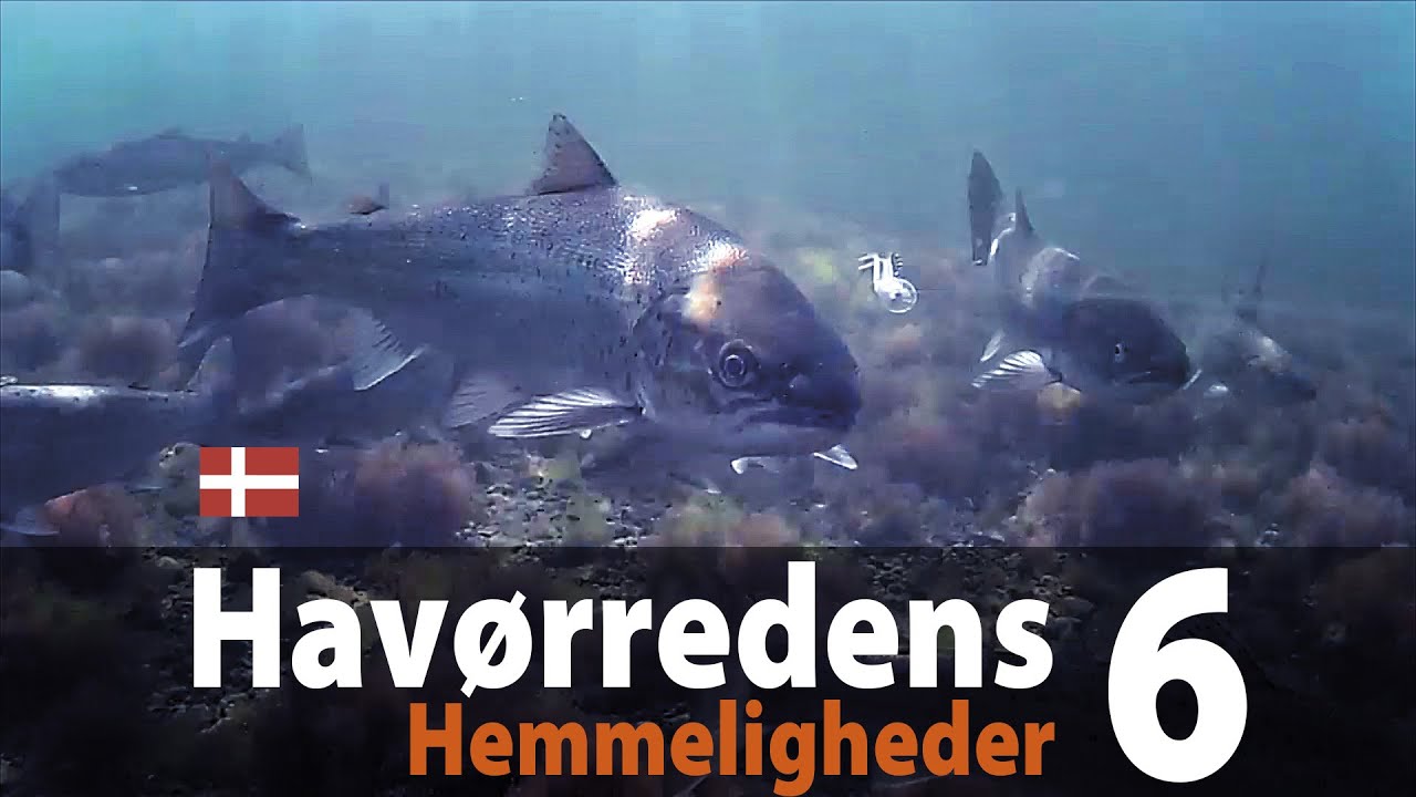 Havørredens Hemmeligheder 6 - Flue