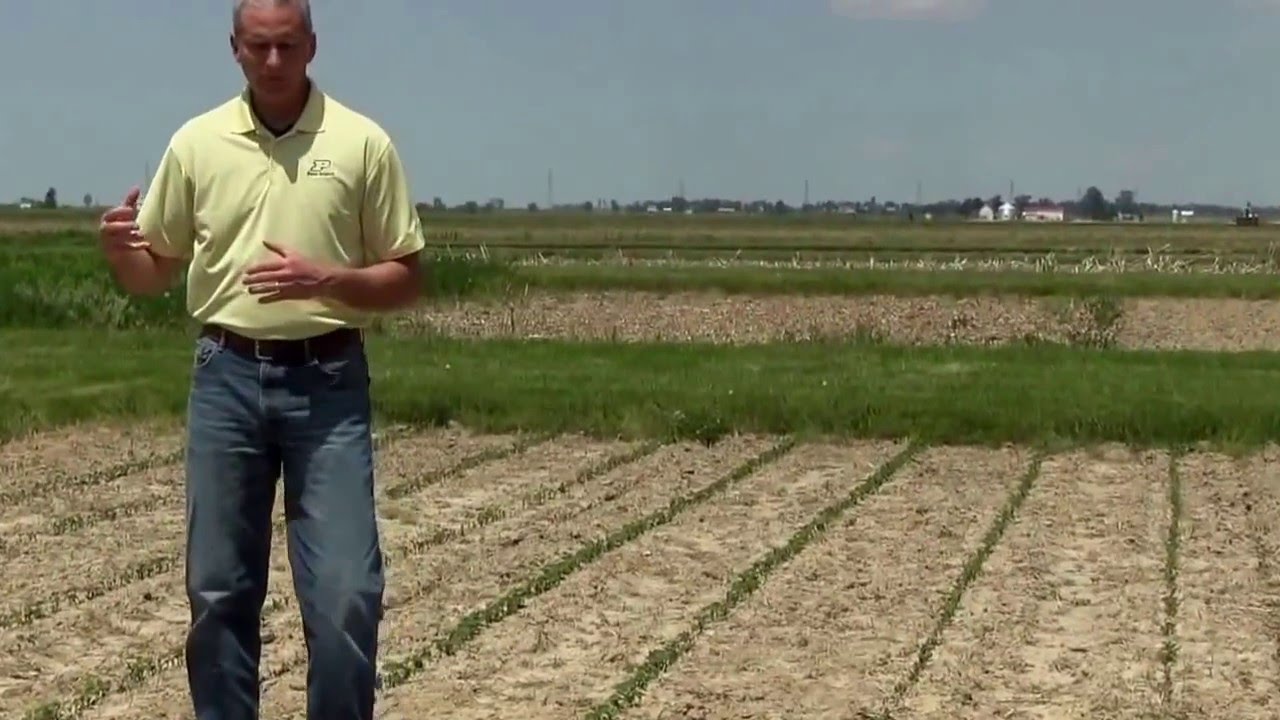 Soybean Seedling Injury Symptoms