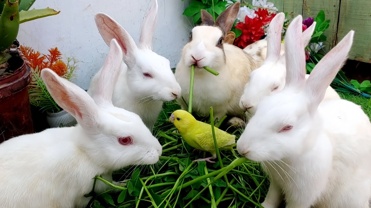Happy Rabbits Enjoying Fresh Grass 🐰🌿