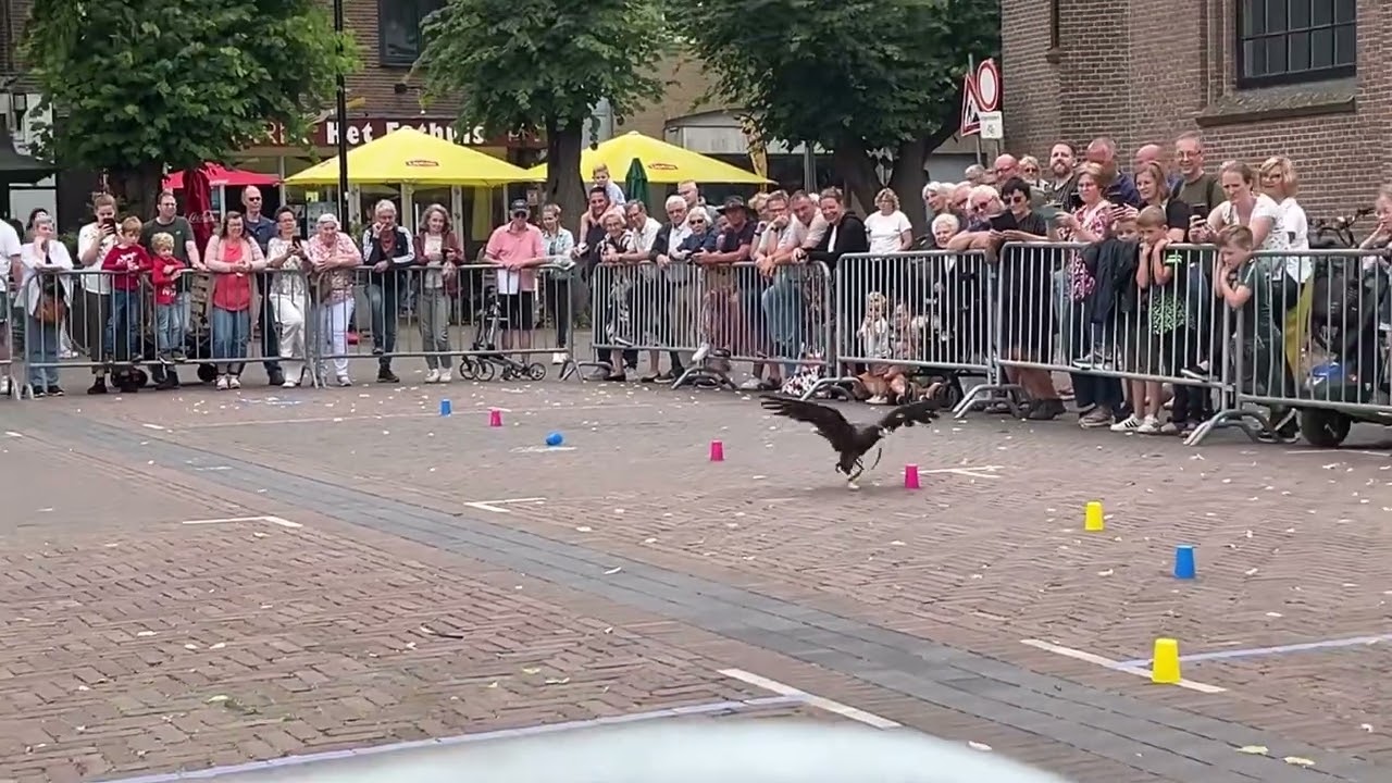 Roofvogels show ￼putten