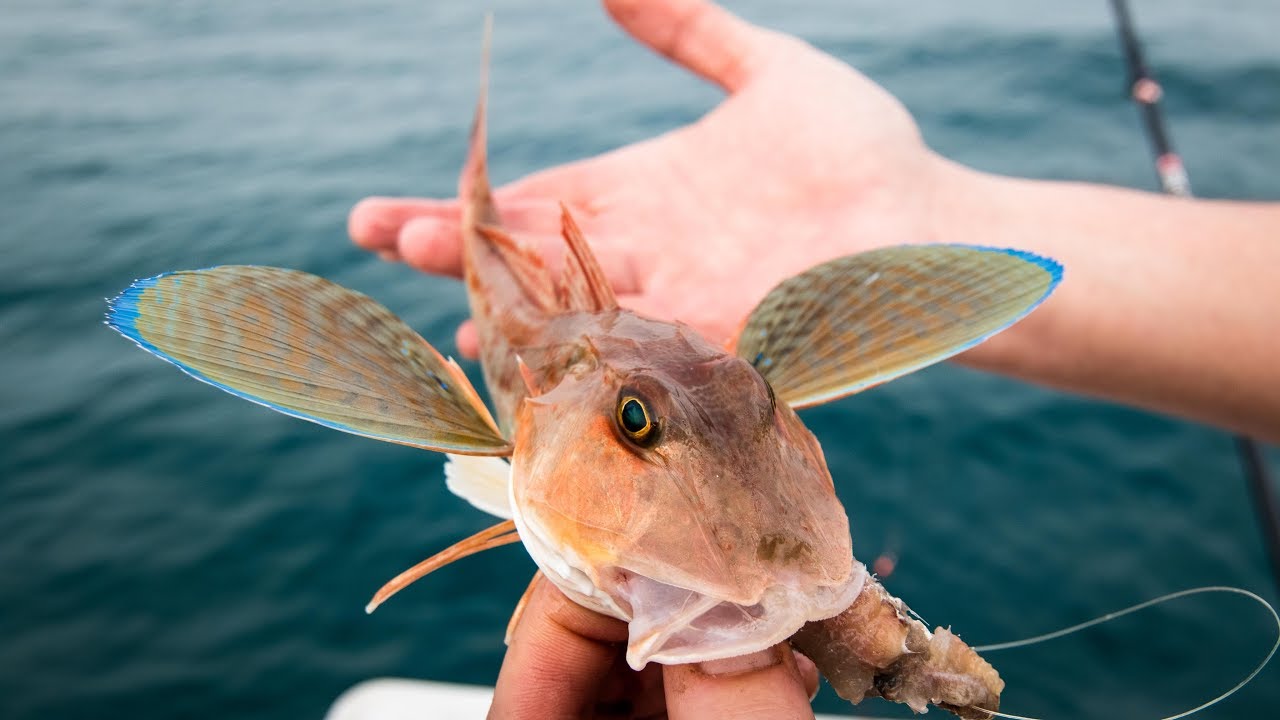 Innesco della sarda per la pesca delle gallinelle a light drifting