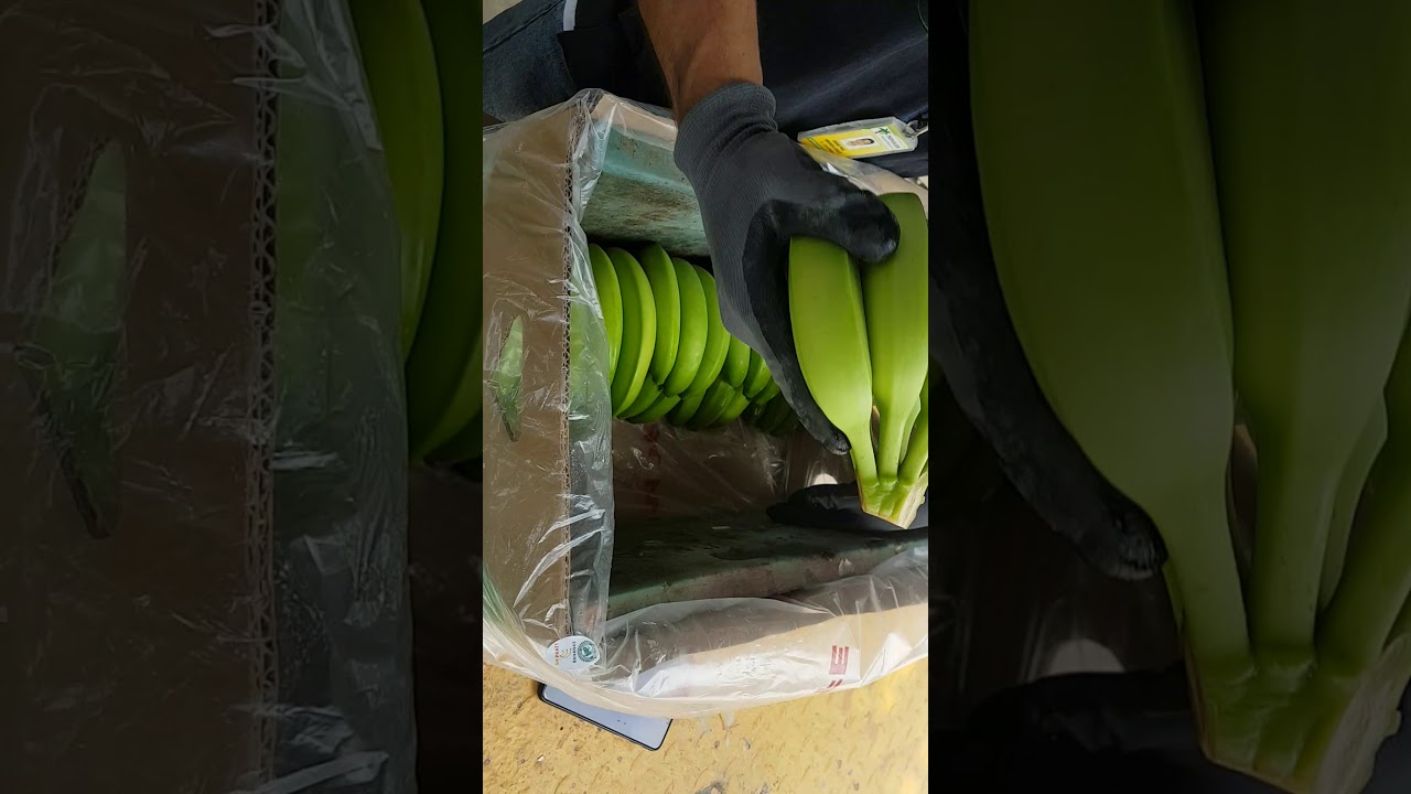 Muestra de como empacar una caja de banano. Ing.Agr. Paúl Miranda Aviles