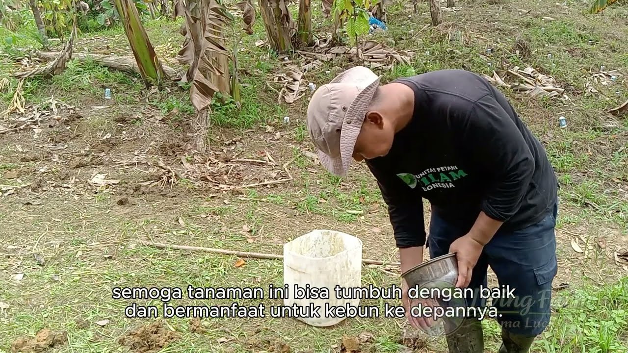 Kegiatan di Kebun | Menanam Arachis Pintoi Penutup Tanah