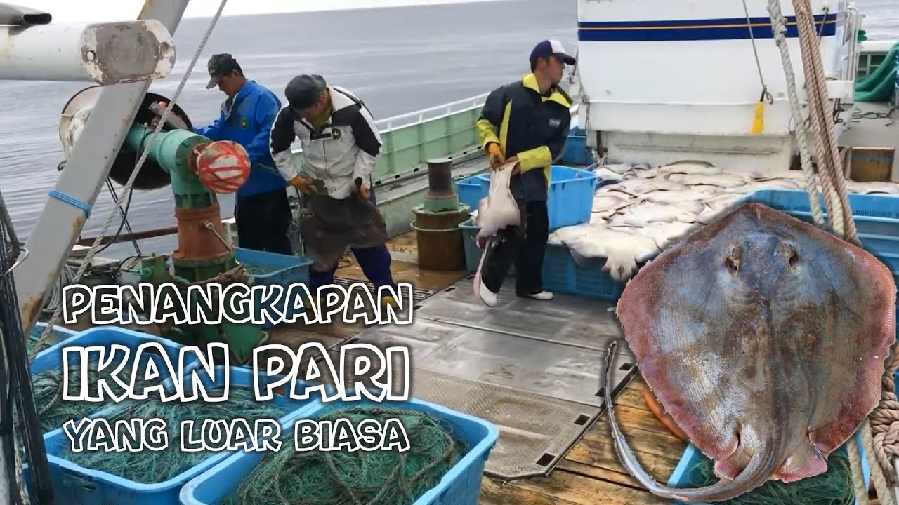Penangkapan Ikan Pari yang luar biasa oleh Nelayan Jepang