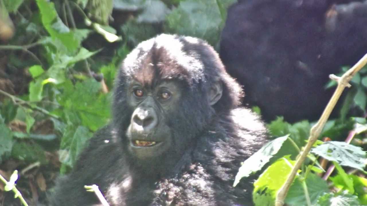 Rwanda Mountain Gorilla Babies