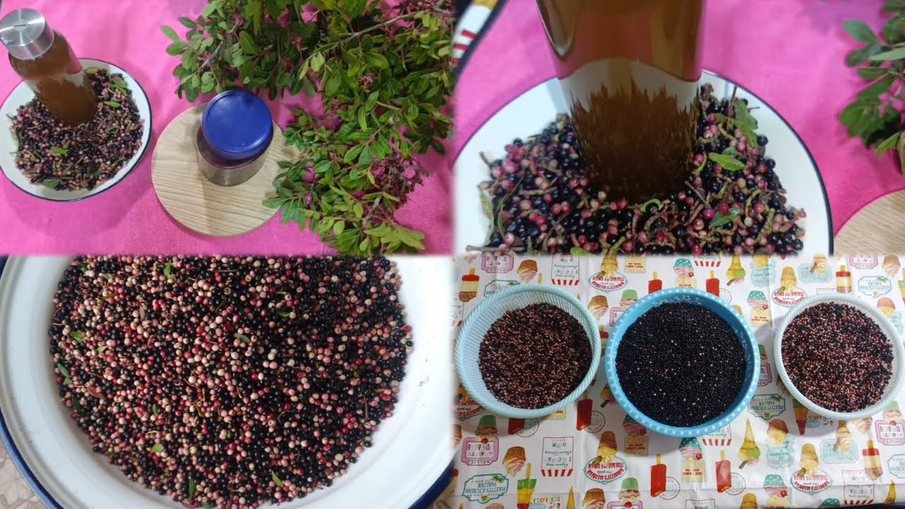 زيت الضرو طريقة تحضير زيت الضرو له فوائد كثيرة للشعر والبشرة الجافة ...........