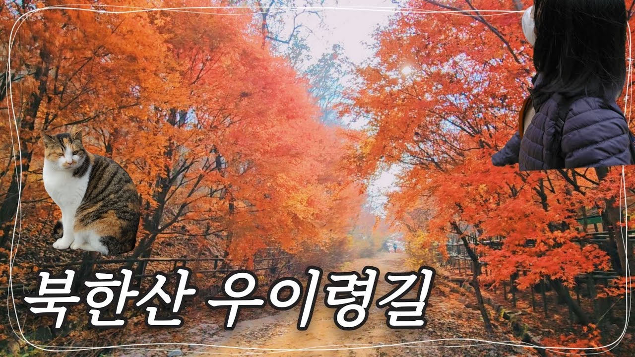 2025.11.13 단풍 현황🍁 북한산 우이령길 교현→우이 트레킹｜북한산둘레길 단풍 맛집🍂ㅣ등린이추천코스