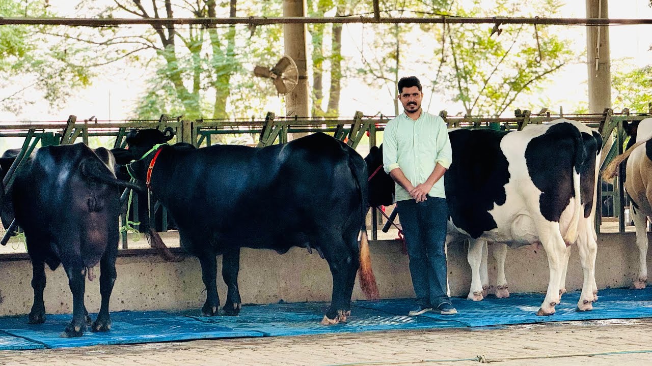 आयो आज देखते है गुरविंदर भाई की भैंसे ॥ Top Quality Buffalo || Gurwinder Dairy Farm