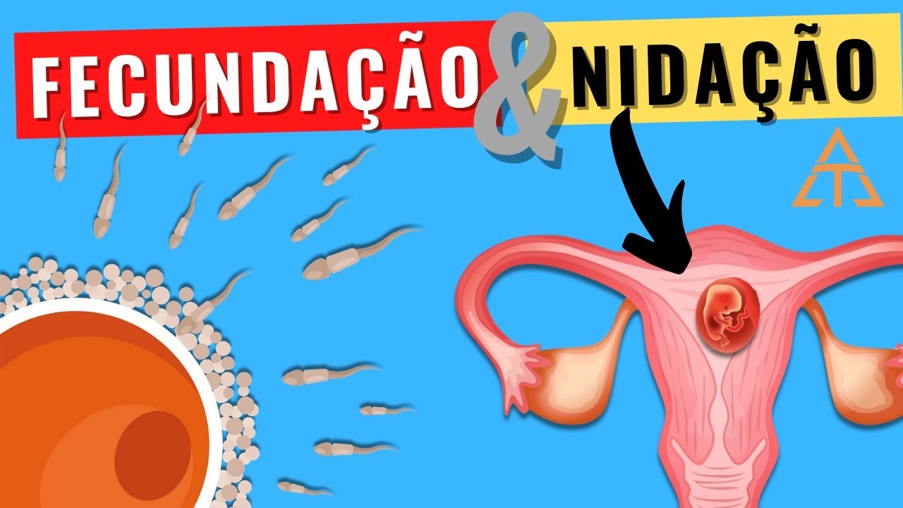 FECUNDAÇÃO E IMPLANTAÇÃO (NIDAÇÃO) DO EMBRIÃO NO ÚTERO: Saiba como e quando elas ocorrem!