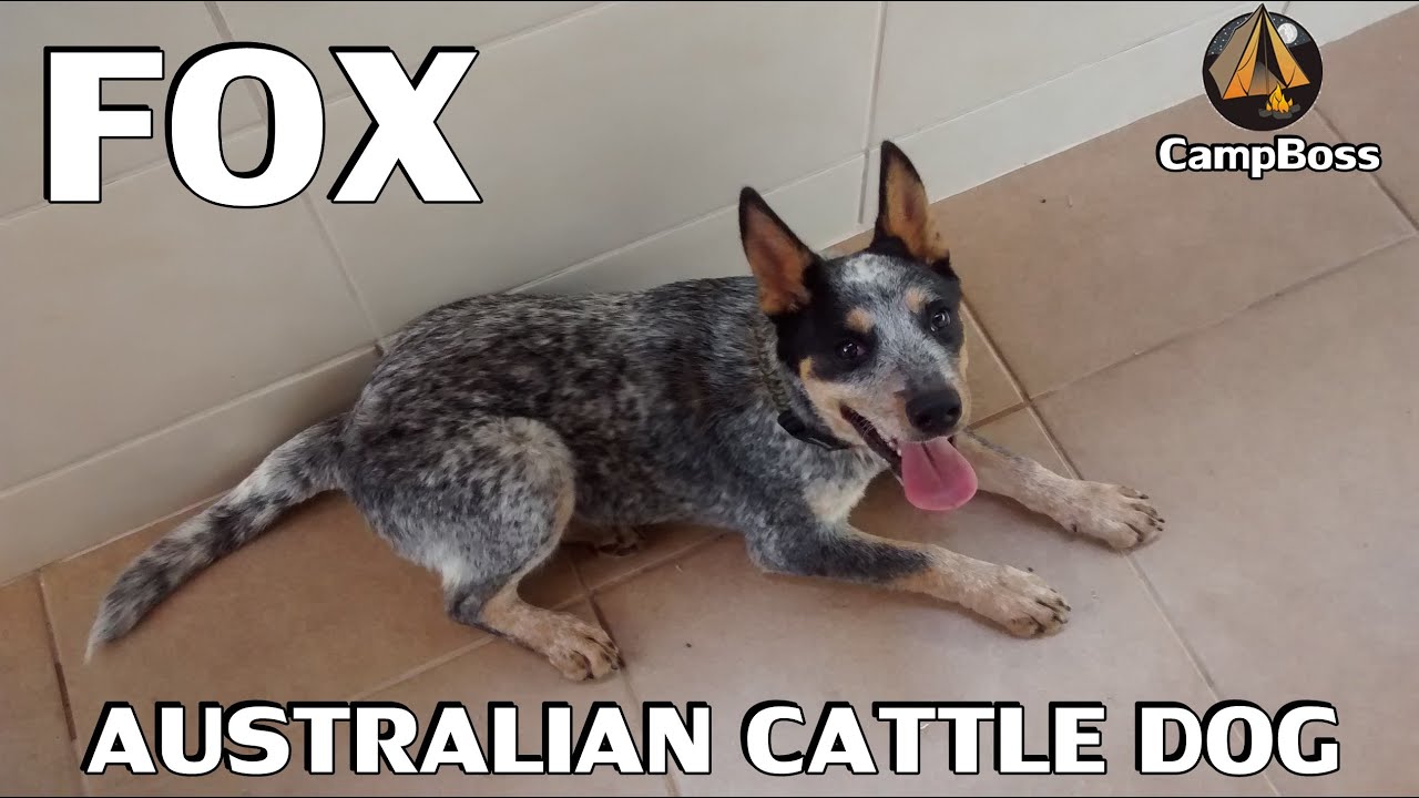 Adestrando um Australian Cattle Dog (Blue Heeler) de 6 meses