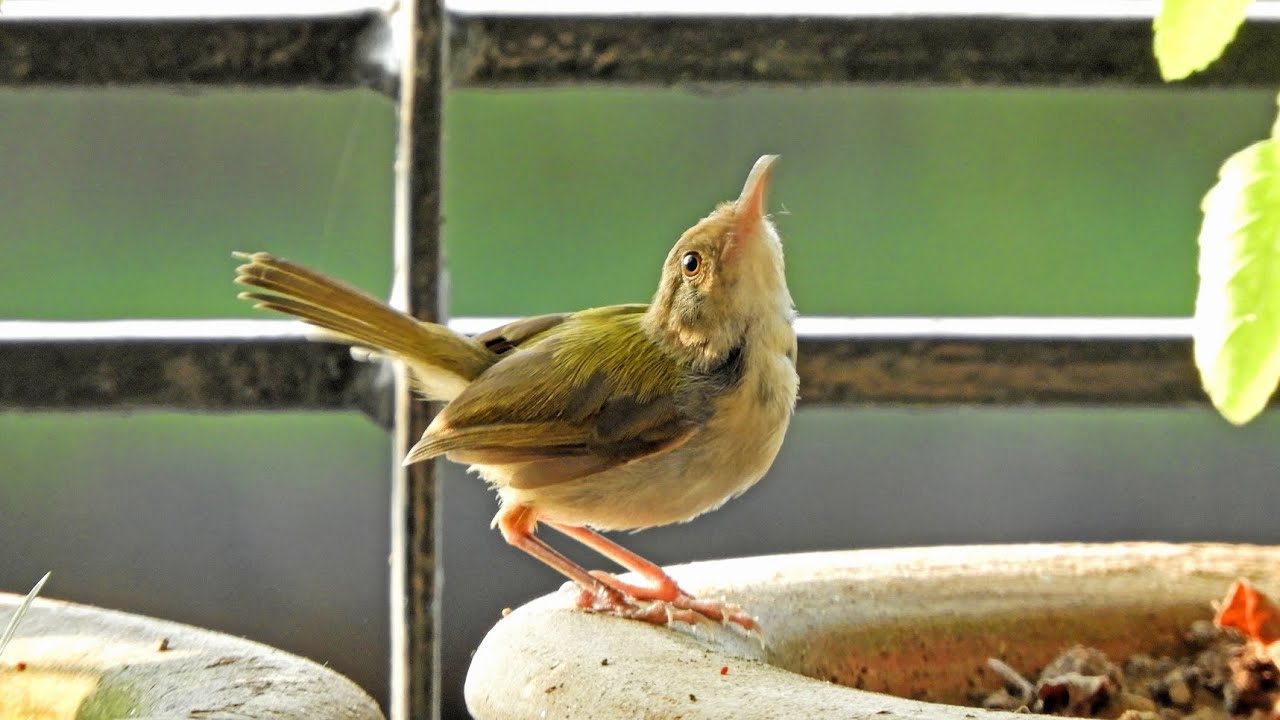 Advanced Bird Photography with Nikon Coolpix B700