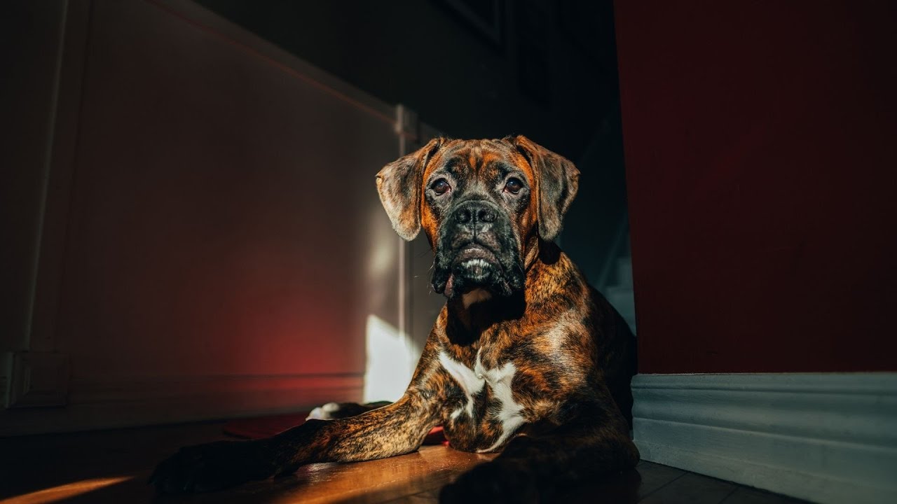 Boxer Dog and the Tennis Ball Fetching Fun with Family!
