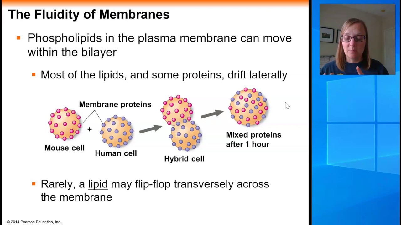 Chapter 7 Membrane Fluidity