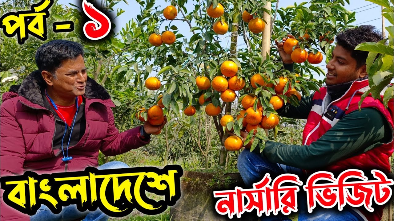 Nursery visit. Bangladesh. Citrus collection at Mithu Karim Dada's nursery. kashmiri kinnow review+taste