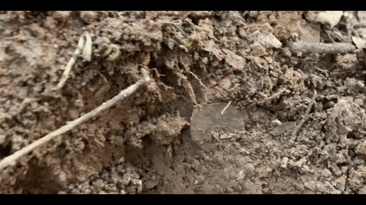 Grandissimi ritrovamenti! Sempre più monete antiche #metaldetecting #metaldetector