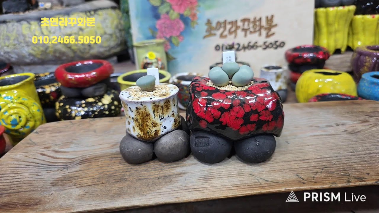 초연라꾸화분 라이브 방송