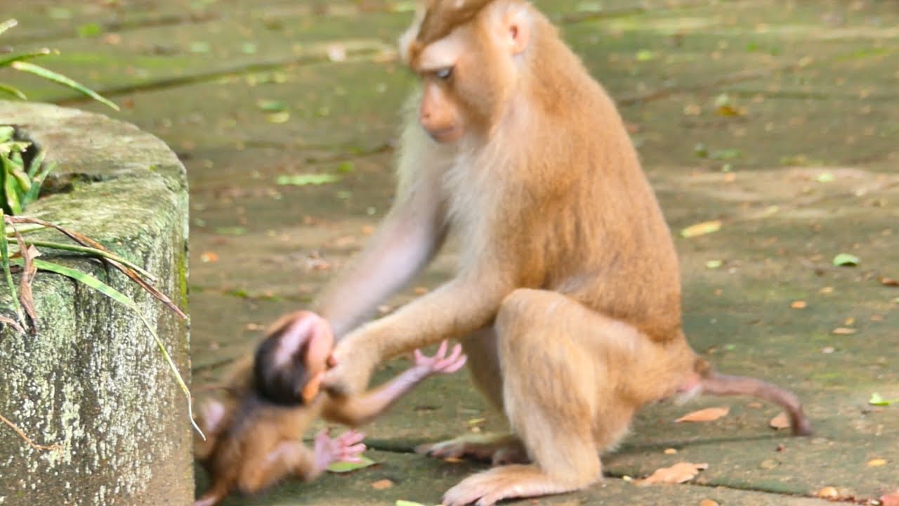 Great Mother!, Sarika Pulls Baby Slightly Before Going Out Far
