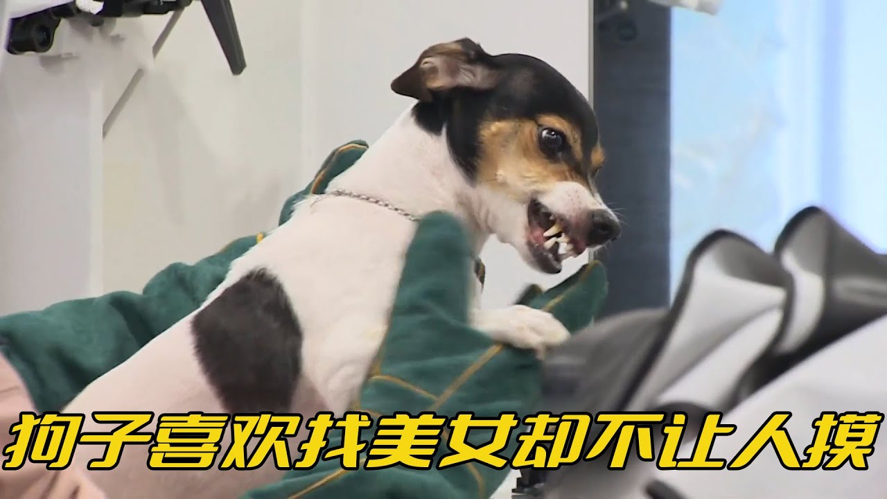 狗狗喜歡坐在小姐姐腿上，卻不允許別人碰它一下，這也太不講理了