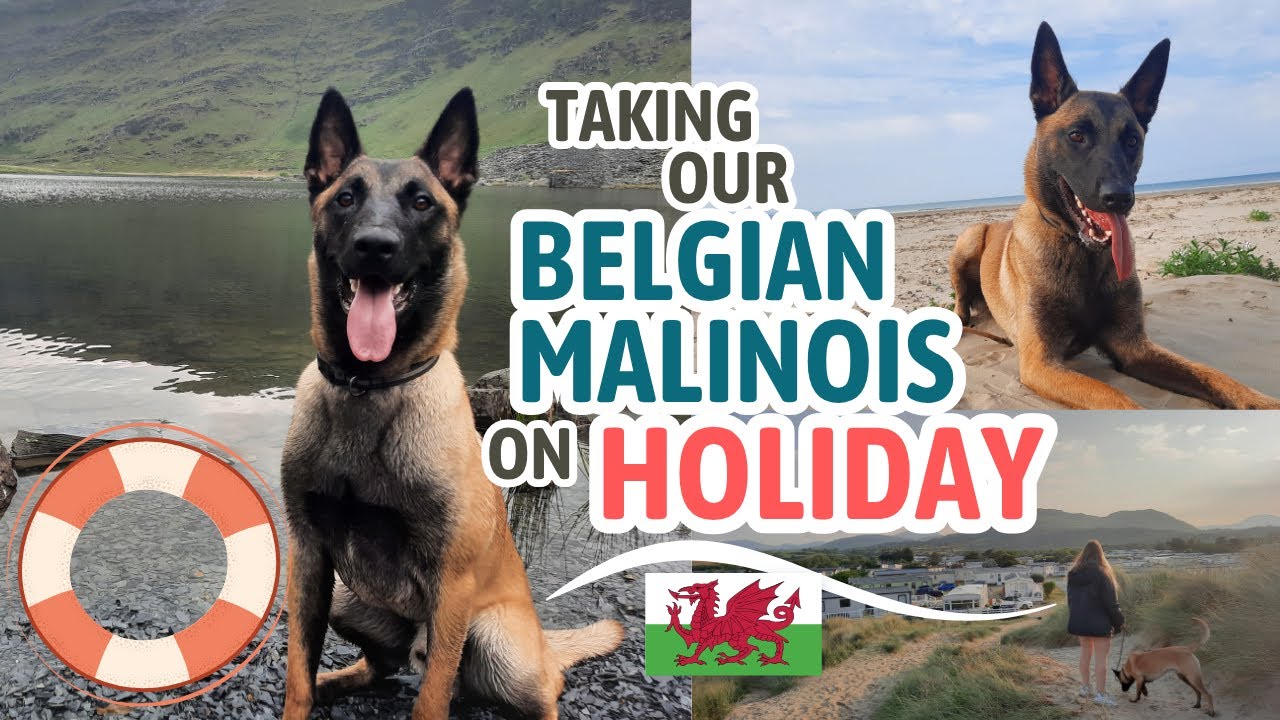 Dog Holiday in North Wales 🐶 | Belgian Malinois Adventure Vlog