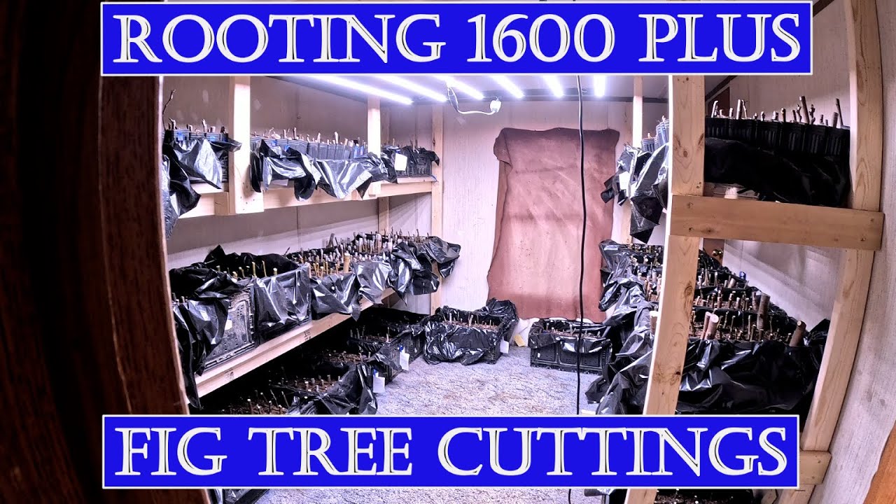 Rooting 1600 plus Fig Tree Cuttings