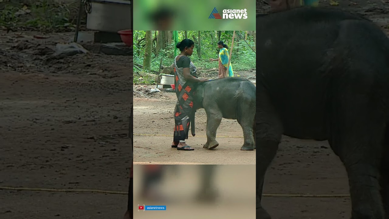 ഒന്ന് നീട്ടി വിളിച്ചാൽ ഓടിയെത്തും ഈ കുട്ടിയാന; കണ്മണിക്ക് ശാന്തി പോറ്റമ്മയായത് ഇങ്ങനെ!