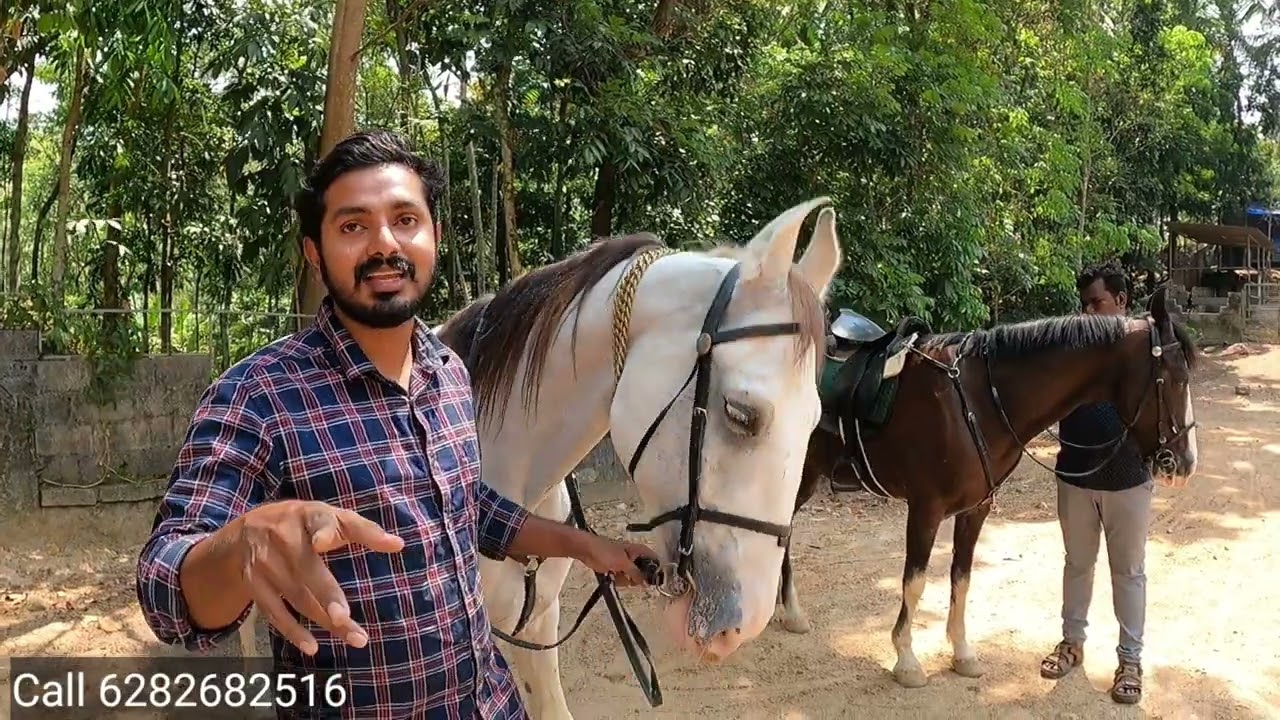ഗ്യാരണ്ടിയോടെ കുതിരയെ വാങ്ങാൻ പറ്റുന്ന കേരളത്തിലെ ഒരേയൊരു സ്ഥലം