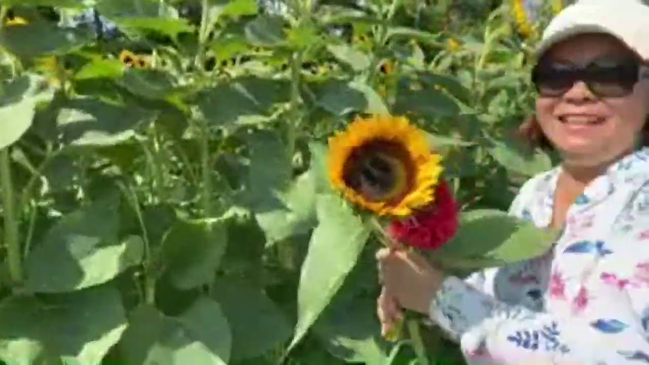 First Time Visiting &  Picking  Beautiful Dahlia &lsquo;s & Sunflower's Flowers at St Andrews Farm |Lovely