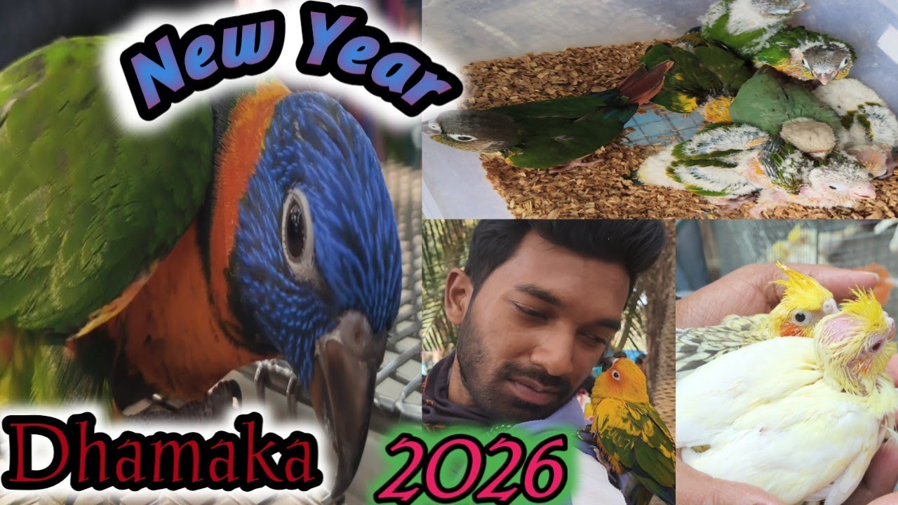 2026🔥New Year🔥Special Bird 🐦Collection! Naihati Bird Market! 03/01/2026