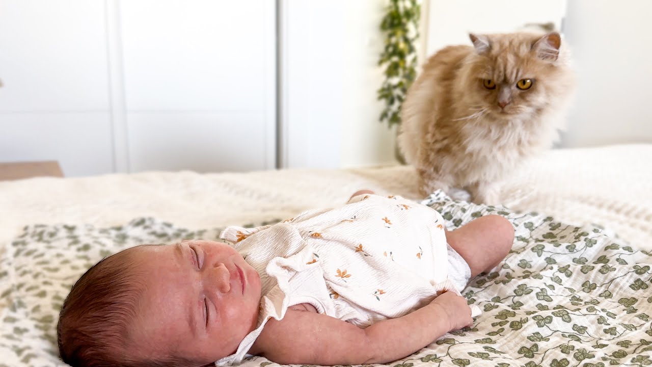 Funny Cat Meets Newborn Baby for the First Time!