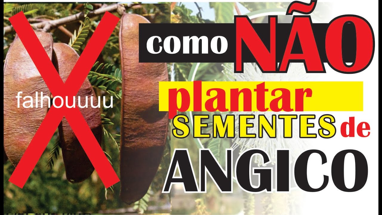 Como não germinar semente de Angico