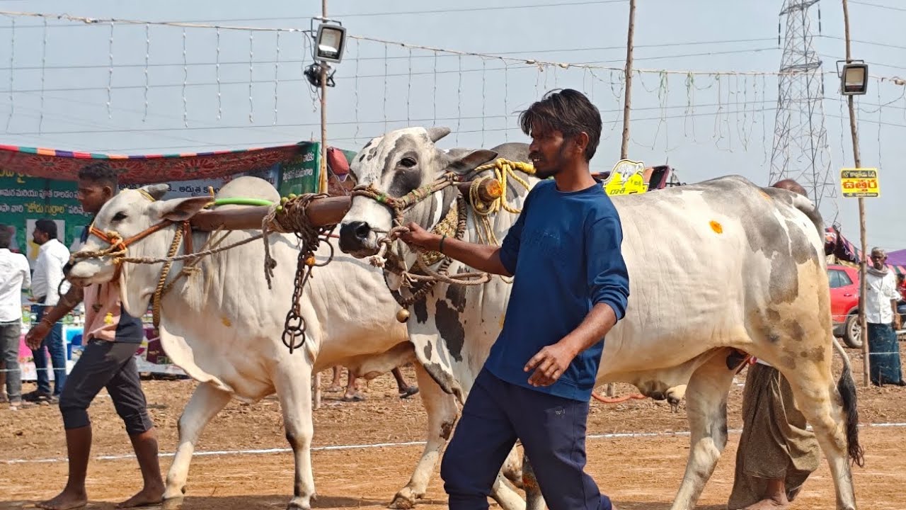 మాచవరం గ్రామం 2 పళ్ళు విభాగం 3వ జత 2448.6