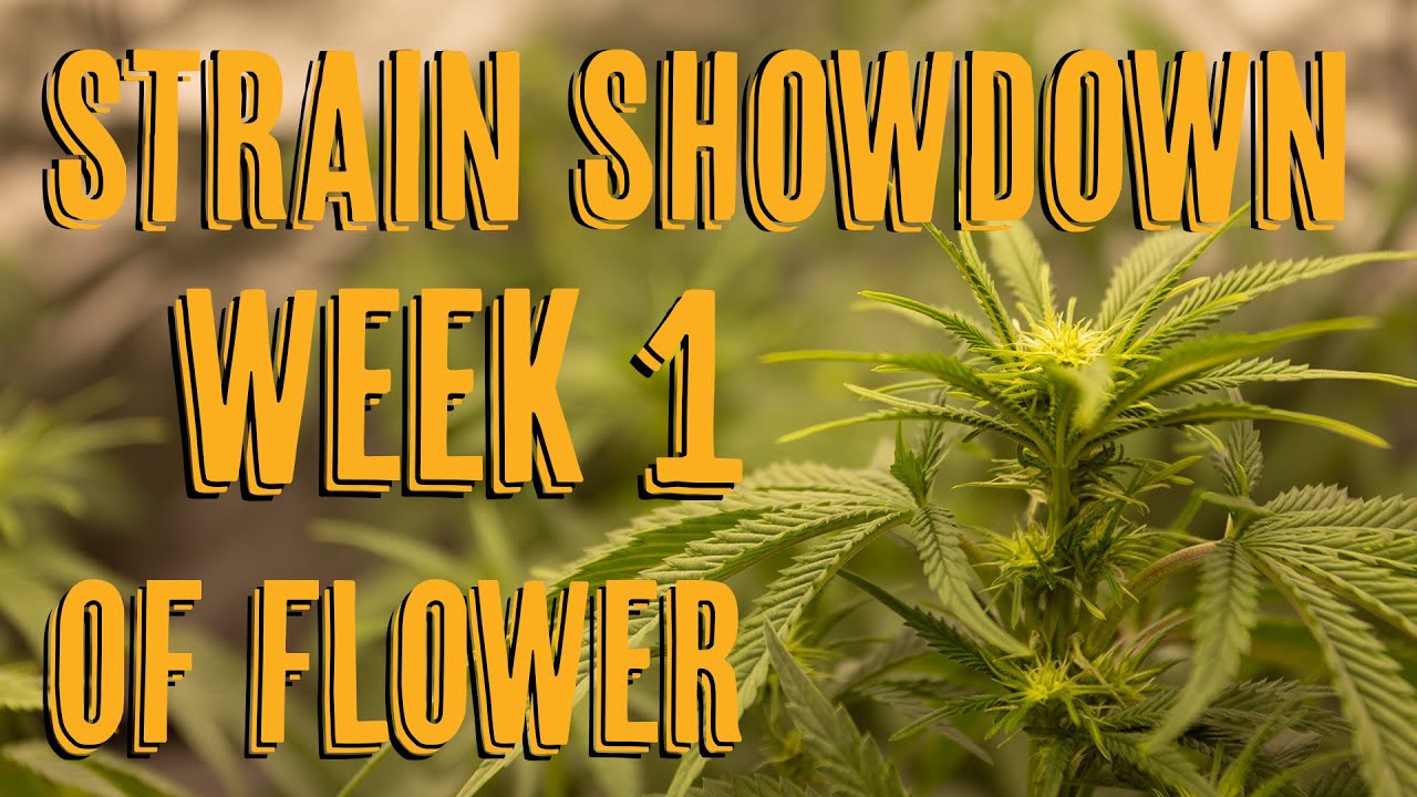 Week 1 Of Flower Strain Showdown