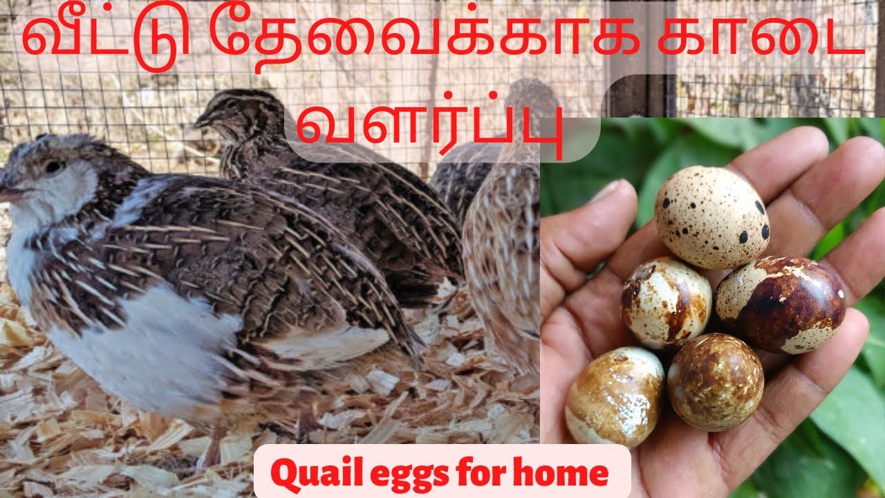 how to Raise quails for eggs at home #quail #காடை வளர்ப்பு#tamil #egg #easy  @arivusgarden