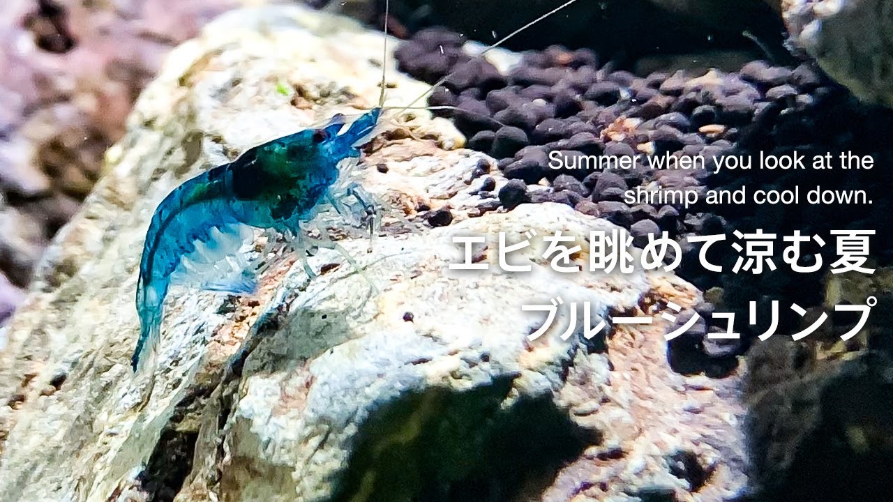 青すぎるシュリンプの紹介｜ADA｜30cm水槽｜ブルーシュリンプ｜Blue shrimp｜aquarium｜vlog