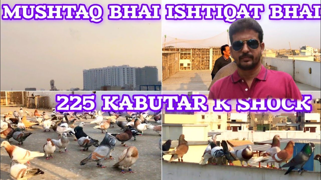 MUSHTAQ Bhai ISHTIQAT Bhai | 225 kabutar k shock | desi Gola Kabootar ki daud | kabutar ki video